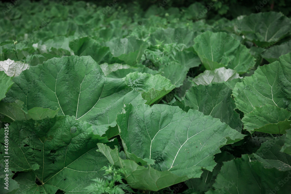 Green burdock leaves Close-up. Natural background with dark green foliage. Green burdock leaves Close-up. Natural background with dark green foliage.