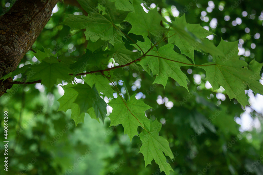 Green maple leaves on the background of the tree crown and the sky. Green maple leaves on the background of the tree crown and the sky.