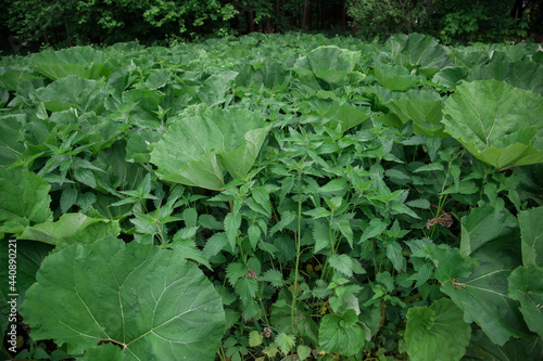 Green burdock leaves Close-up. Natural background with dark green foliage.