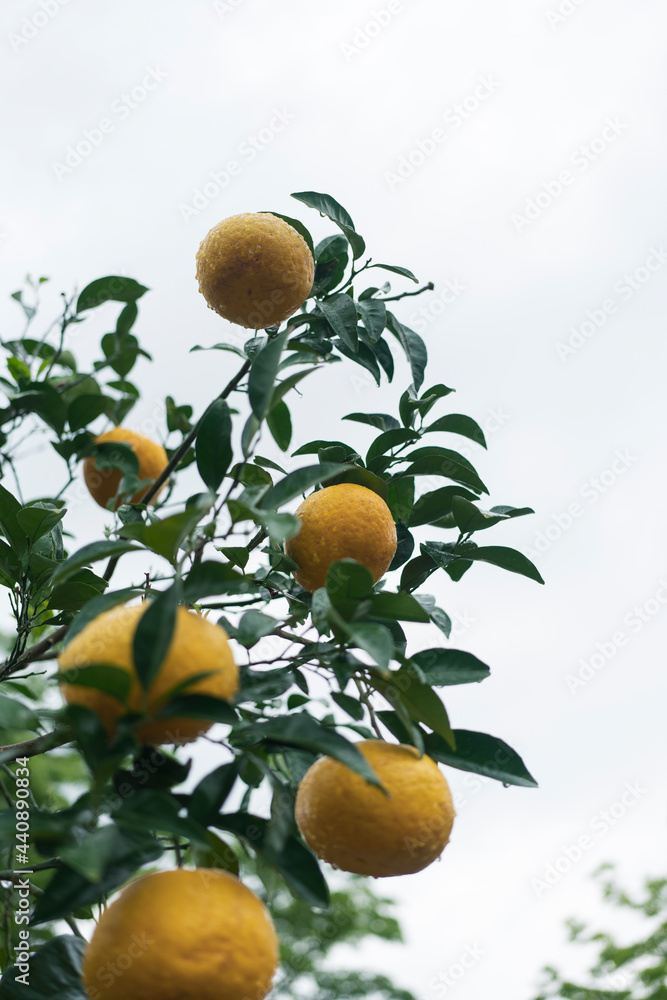 citrus on tree, rainy day