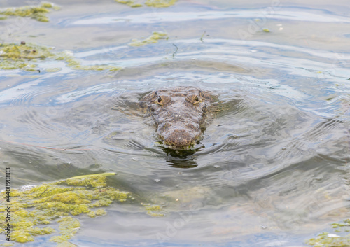Disparo de alto ángulo de una cabeza de cocodrilo apenas visible en el agua de la laguna del carpintero photo