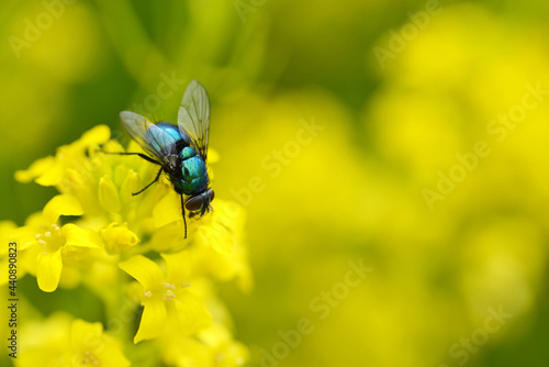 The common green bottle fly (Lucilia sericata) on a yellow flower Barbarea vulgaris. Spring season.