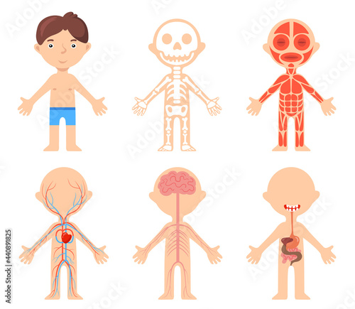 Educational poster with boy and anatomical systems of his body. Cartoon vector illustration. Bone, muscular, circulatory, digestive, nervous systems of human body. Biology, anatomy, science concept