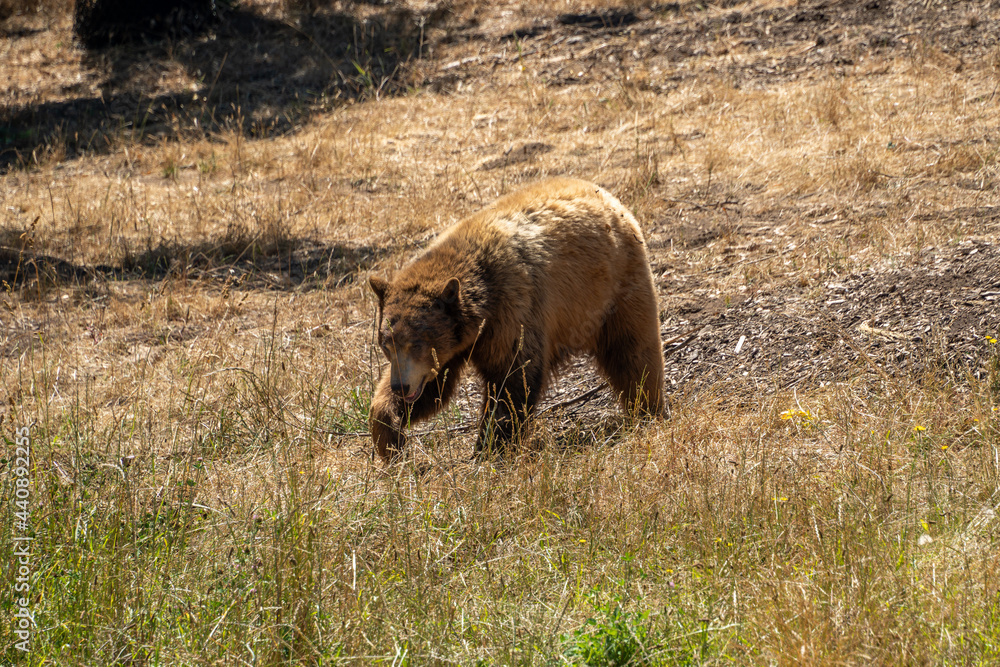 Fototapeta premium Blackbear walking on yellow grass hill