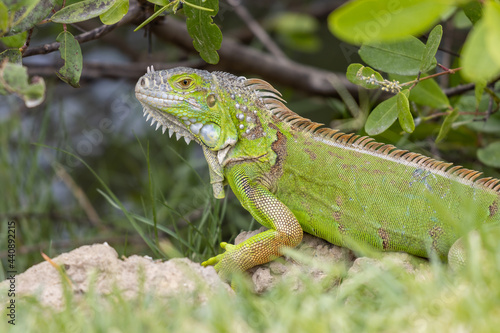 Wallpaper Mural Fotografía de iguana verde mirando hacia la cámara. Torontodigital.ca