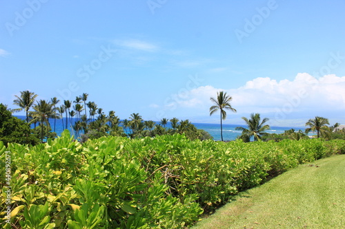 Wallpaper Mural ハワイ島（ビッグアイランド）、青い海、青い空、白い雲。そしてヤシの木。 Torontodigital.ca