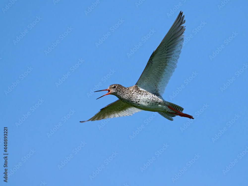 Fototapeta premium Common redshank (Tringa totanus)