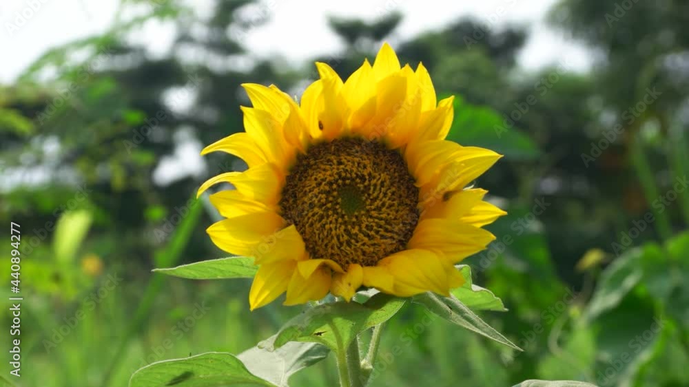 close-up of sunflowers in the wind. close-up of sunflowers in the wind.