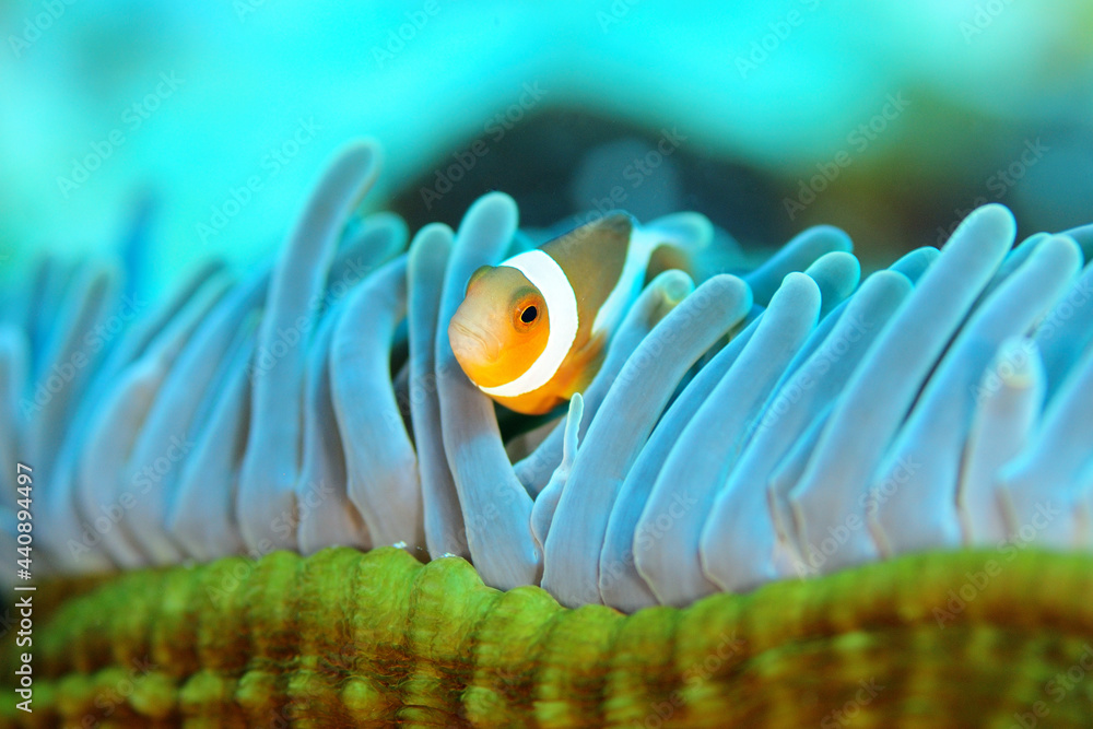 イソギンチャクに隠れるカクレクマノミ Stock Photo Adobe Stock イソギンチャクに隠れるカクレクマノミ Stock Photo Adobe Stock