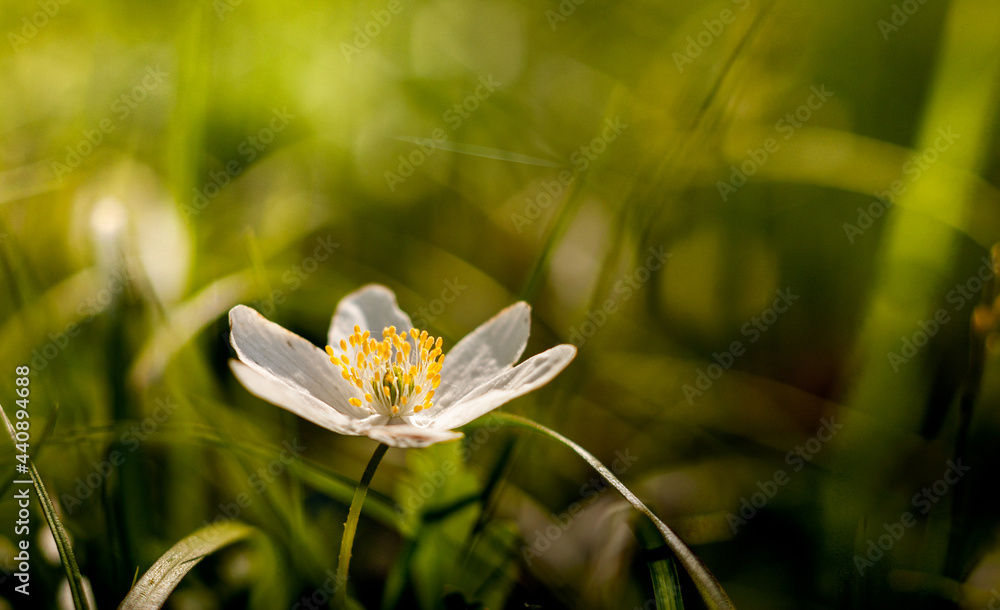 Marzycielski  wiosenny biały kwiat zawilca, 
anemonowy kwiat ,leśna trawa, biedronka kakro, słońca. Wiosna kwiatowy obraz. Pastelowe stonowane tło.
Obraz makro z nieostrością. - obrazy, fototapety, plakaty 