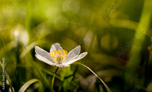 Marzycielski  wiosenny biały kwiat zawilca, 
anemonowy kwiat ,leśna trawa, biedronka kakro, słońca. Wiosna kwiatowy obraz. Pastelowe stonowane tło.
Obraz makro z nieostrością.
