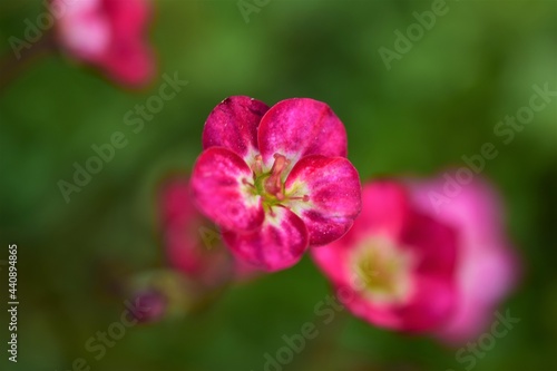 Pink small blossoms against a green blurred background