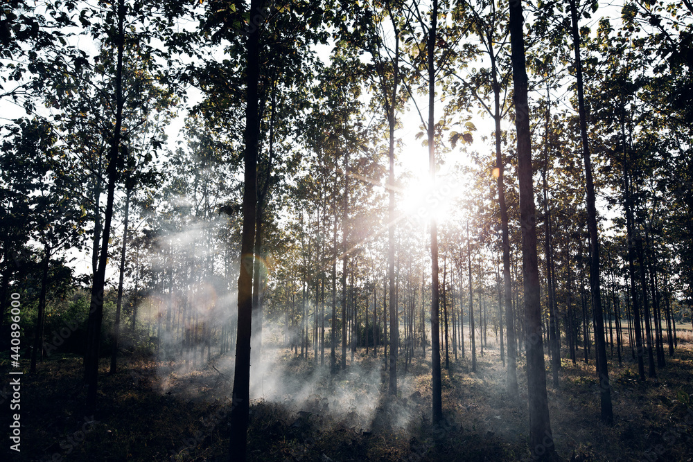 Fototapeta premium Morning in the forest.