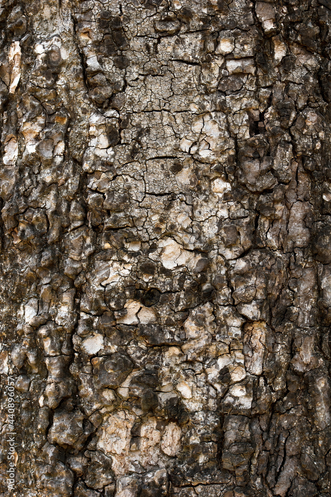 Fototapeta premium tree bark texture for nature background.