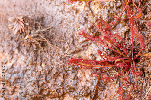 Close-up of a single plant of Drosera capensis (a carnivorous plant) seen on Gifberg close to Vanrhynsdorp in the Western Cape of South Africa photo