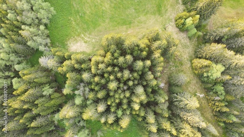 lichen on tree