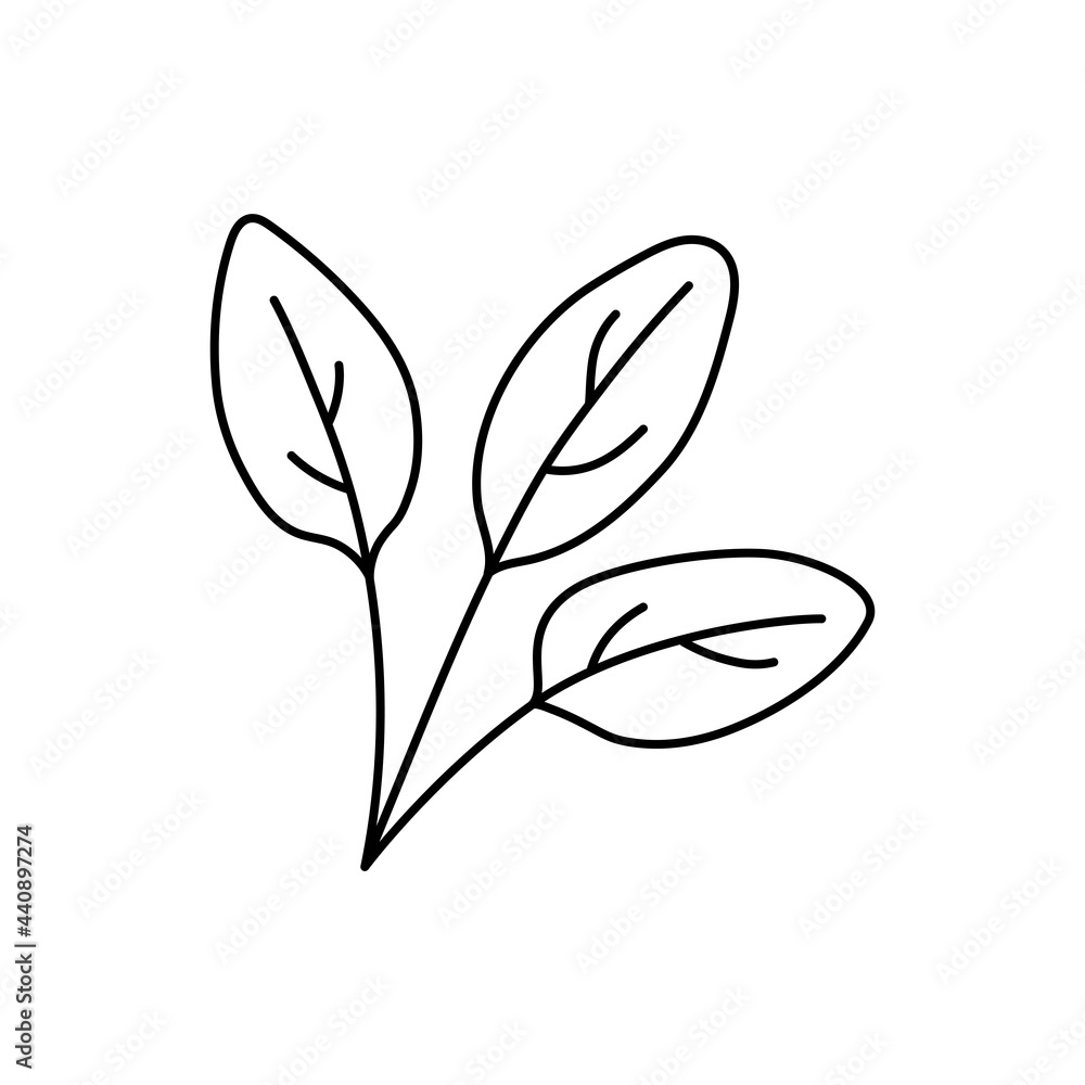 Spinach herbs. Vegetable sketch. Thin simple outline icon. Black contour line vector. Doodle hand drawn illustration Spinach herbs. Vegetable sketch. Thin simple outline icon. Black contour line vector. Doodle hand drawn illustration