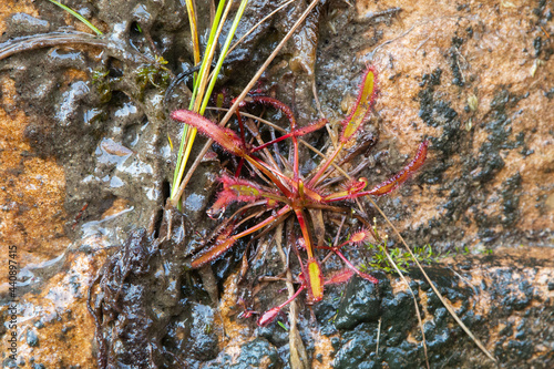 South African Flora: Portrait of a single Drosera capensis in natural habitat on the Gifberg in the Western Cape of South Africa