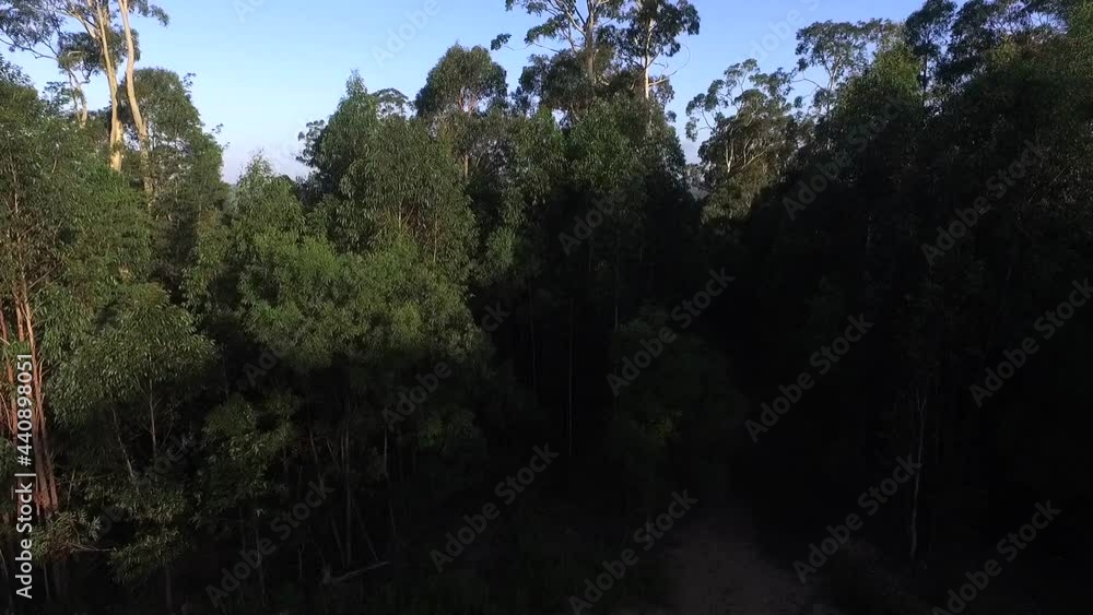 Flying Low Over Tall Trees in Rainforest, Jervis Bay, Australia, Rising Aerial Flying Low Over Tall Trees in Rainforest, Jervis Bay, Australia, Rising Aerial
