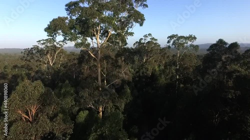 Revealing Vast Jungle Above Tall Trees at Jervis Bay National Park, Australia photo