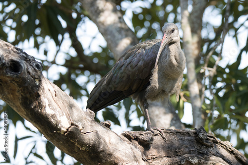 Kruger National Park  Birds Hadeda Ibis 