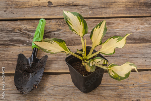 Hosta  Christmas Candy in  pot  and shovel photo
