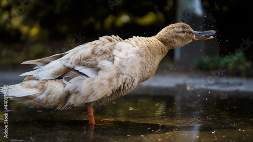 Duck drinking