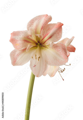 Hippeastrum  amaryllis    Flower Record  on a white background isolated