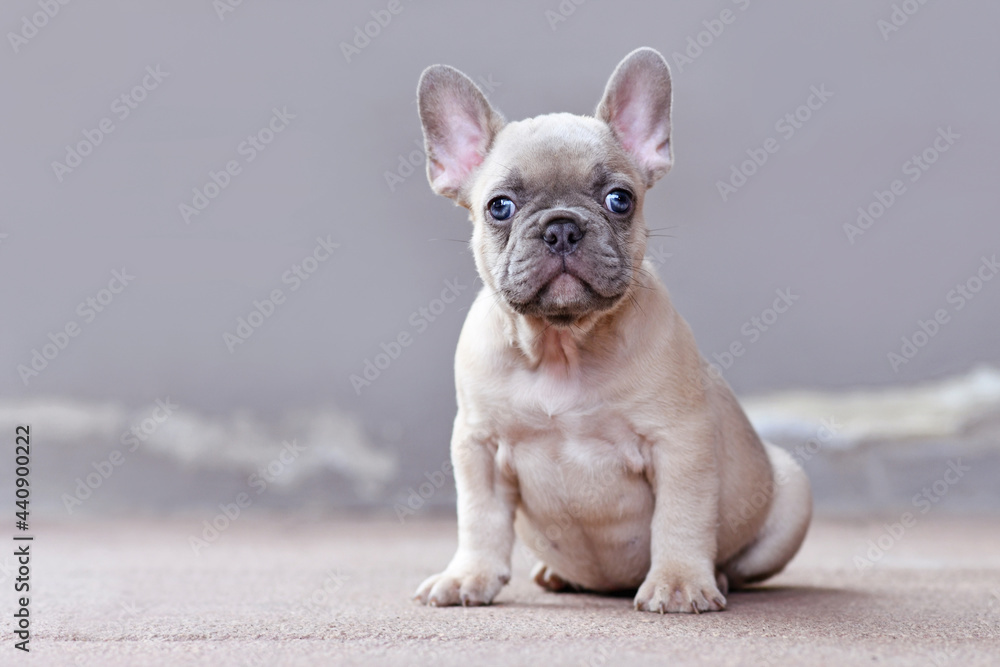 Small lilac fawn colored French Bulldog dog puppy with large funny blue eyes sitting in front of gray wall with copy space