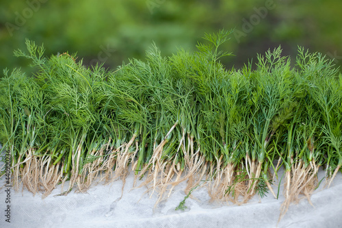 Freshly harvested dill (Anethum graveolens). Annual herb (family Apiaceae). Growing fresh herbs. Ecological agriculture for producing healthy food concept. Harvesting fragrant greens for the winter