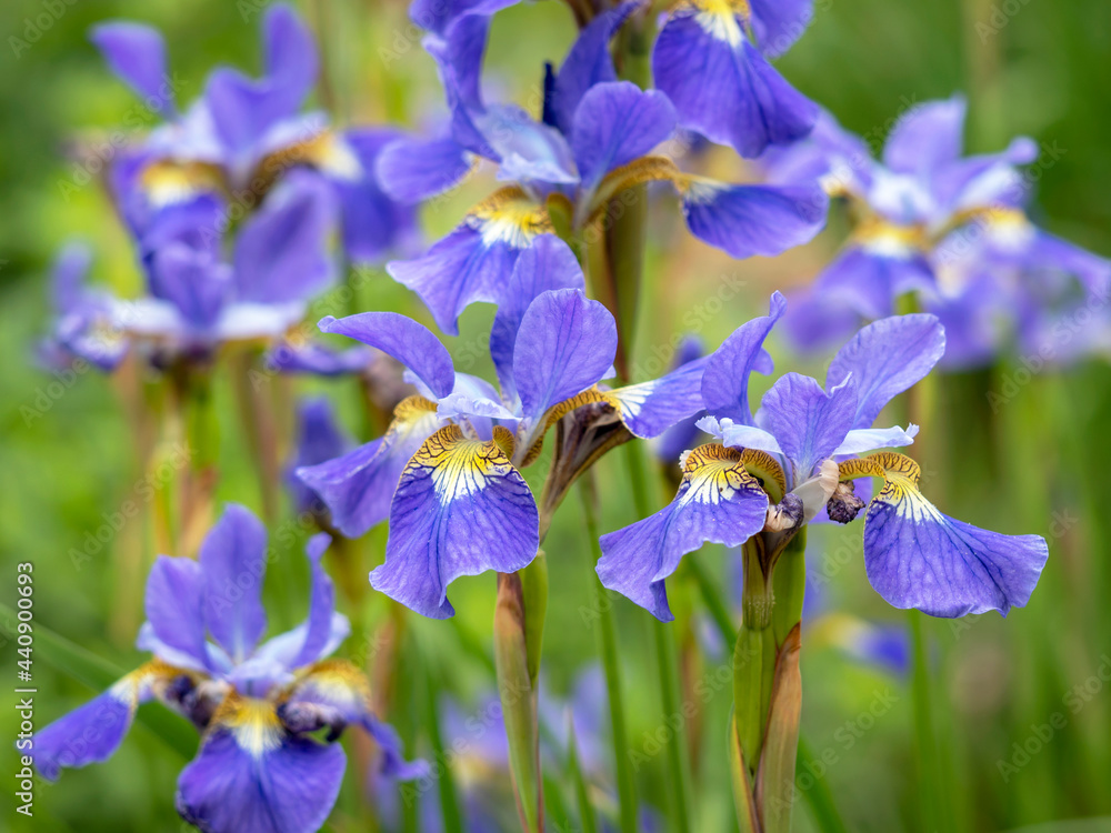 Pretty purple and yellow irises in a garden Pretty purple and yellow irises in a garden