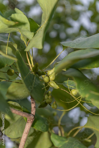 Kakadu Plums photo