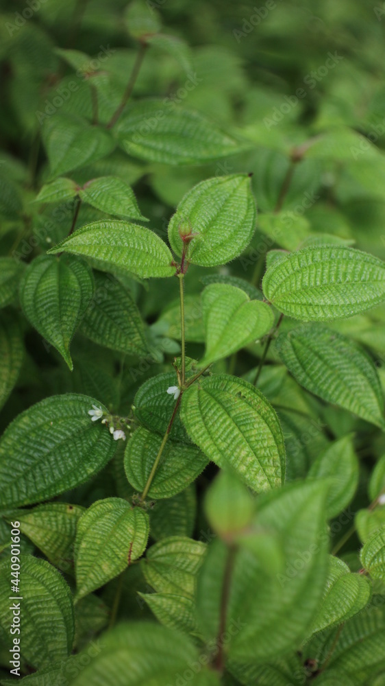 Fototapeta premium leaves on the water