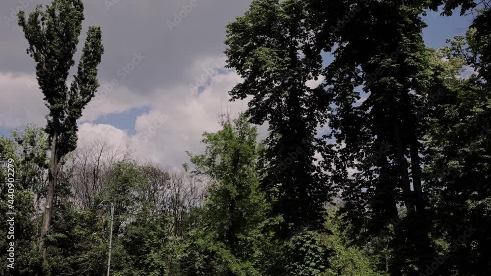 green trees in summer against a blue sky with clouds green trees in summer against a blue sky with clouds