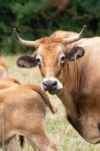 Cow from rare cattle breed La Maraichine grazing in farmland meadows in Charente Maritime, France