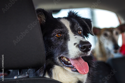 Dogs in car. Border collie travel by car. Pets transportation © encierro