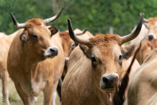 Beautiful rare brown cows with horns in meadow in Charente Maritime, France