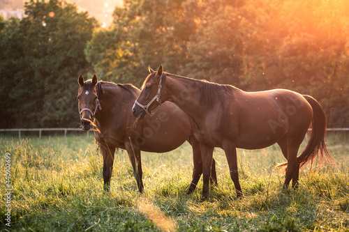 Horses grazing on pasture during sunset. Pregnant mare of thoroughbred horse. Tranquil scene photo