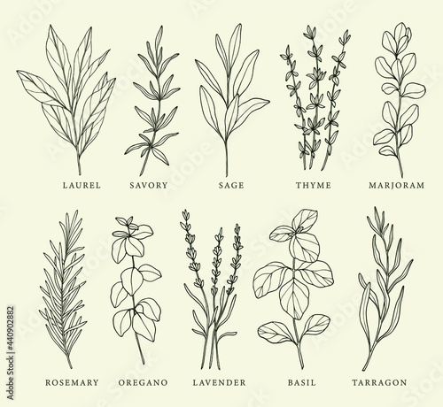 Collection of hand drawn provence herbs. Set of sketch spices.  photo