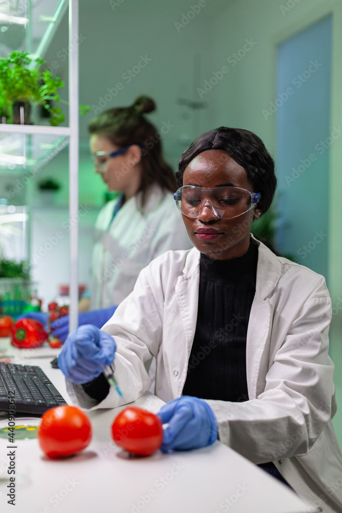 Closeup of chemist scientist injecting organic tomato with pesticides for gmo test. Biochemist working in pharmacology laboratory testing health food for microbiology expertise. Closeup of chemist scientist injecting organic tomato with pesticides for gmo test. Biochemist working in pharmacology laboratory testing health food for microbiology expertise.
