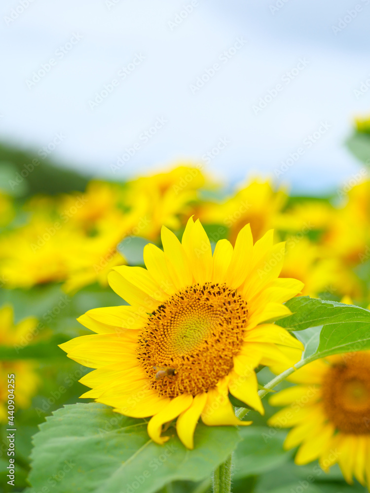 ヒマワリとミツバチ