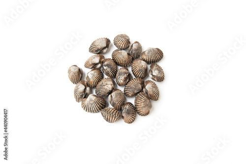 Cockles cockles seafood on white background.