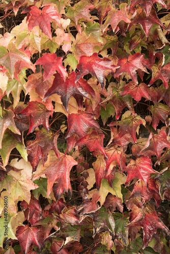 close up of wall of red maple leaves in autumn photo