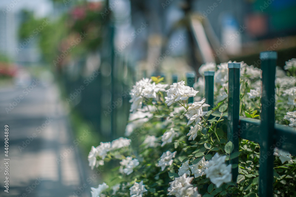 Fototapeta premium beautiful white flowers in spring