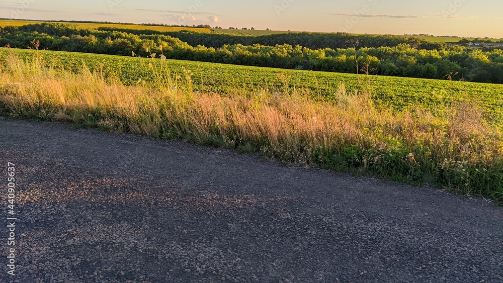 Fototapeta premium field of wheat