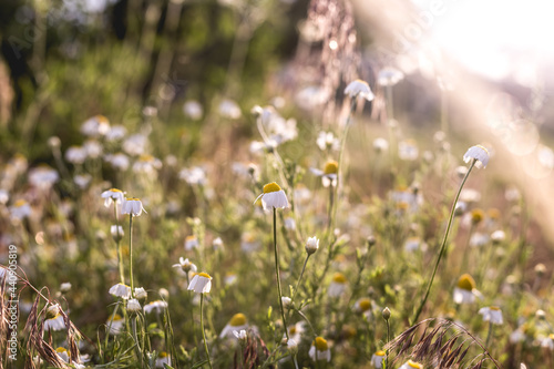 Wild chamomile with downward petals at sunset. The nature of Ukraine in the countryside.