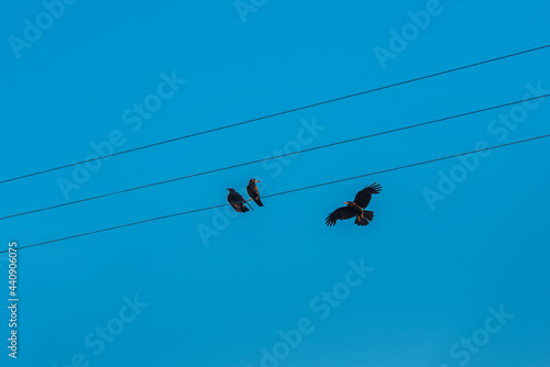 A group of crows resting on  wires  with blue background