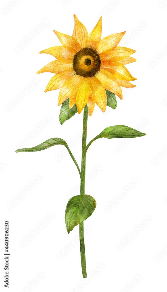 Fototapeta premium Watercolor sunflower on long stem with leaves. Digital illustration isolated on white.