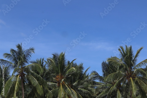 coconut leaf background and blue sky  perfect photo for summer and vacation