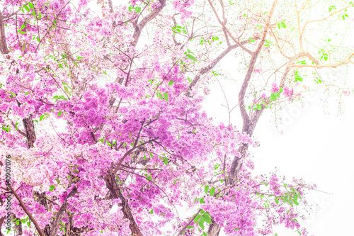 pink flower branch blooming. spring background